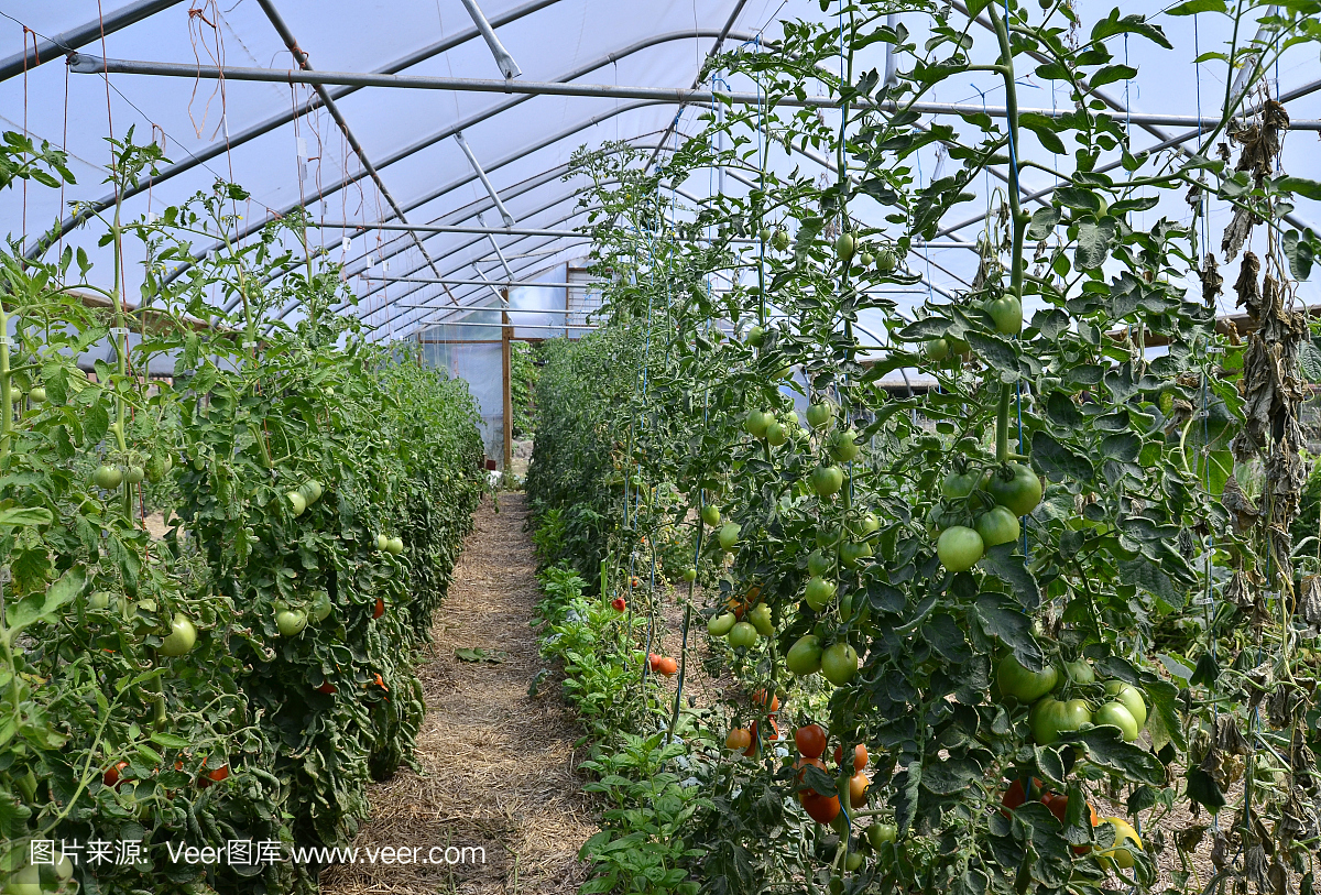 温室番茄种植