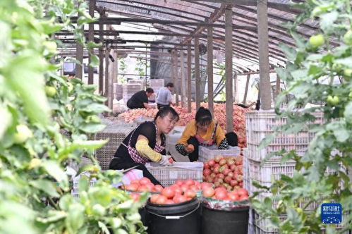 河北滦州 蔬菜种植促农增收